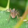 Pardosa sp.